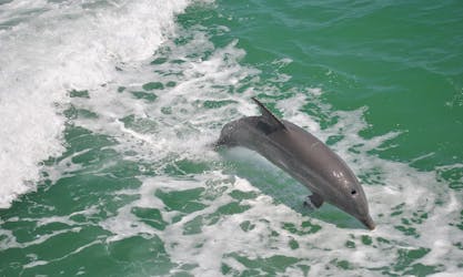 Clearwater Beach: cruzeiro de barco com encontro com golfinhos com vale-presente para almoço